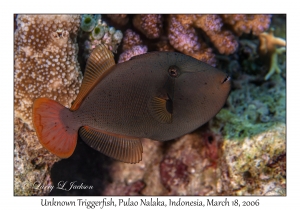 Unknown Triggerfish