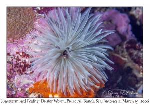 Undetermined Feather Duster Worm