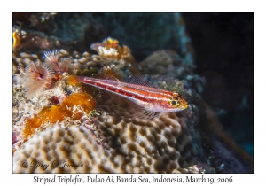 Striped Triplefin