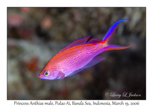 Princess Anthias male