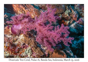 Divaricate Tree Coral