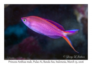 Princess Anthias male