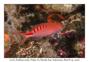 Lori's Anthias male