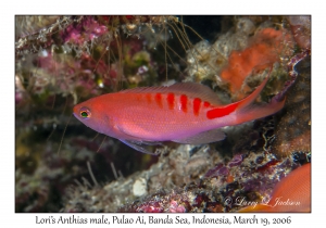 Lori's Anthias male