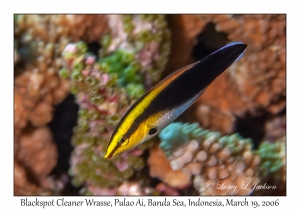 Blackspot Cleaner Wrasse