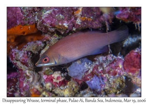 Disappearing Wrasse