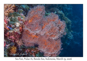 Sea Fan