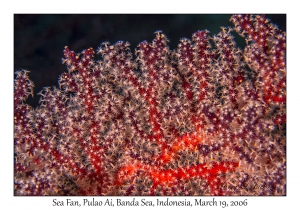 Sea Fan