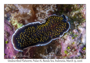 Undescribed Flatworm