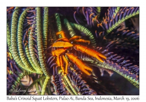 Baba's Crinoid Squat Lobster