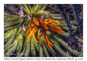 Baba's Crinoid Squat Lobsters