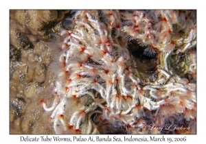 Delicate Tube Worms