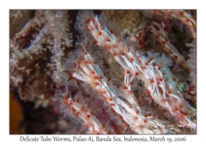 Delicate Tube Worms