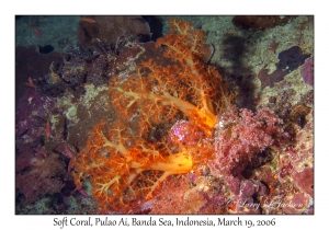 Soft Coral