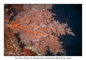 Sea Fan