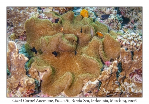 Giant Carpet Anemone