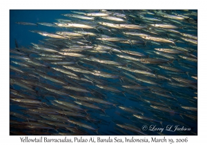 Yellowtail Barracuda