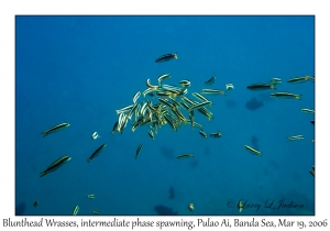 Blunthead Wrasse spawning group