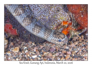 Sea Krait