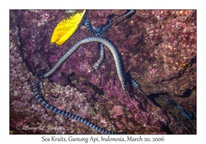 Sea Krait