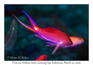 Princess Anthias male