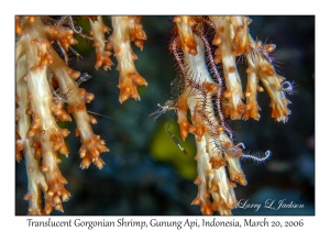 Translucent Gorgonian Shrimp