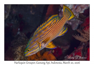 Harlequin Grouper