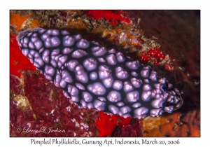 Pimpled Phyllidiella