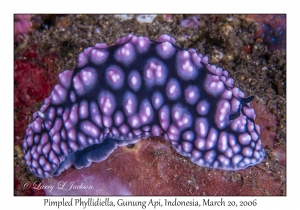 Pimpled Phyllidiella