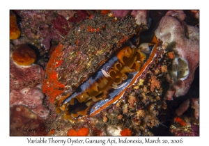 Variable Thorny Oyster