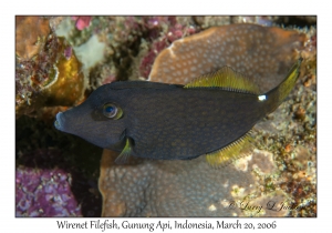 Wirenet Filefish