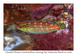 Claudia's Wrasse