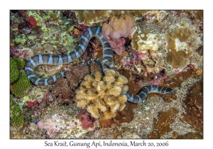 Sea Krait