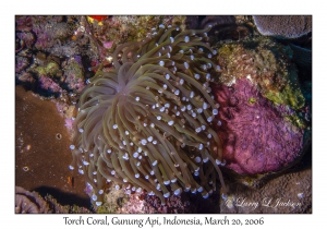 Torch Coral