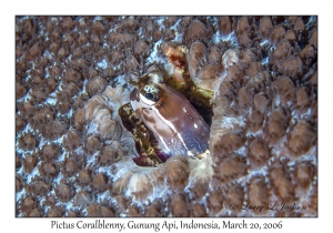 Pictus Coralblenny