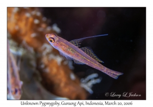 Unknown Pygmygoby