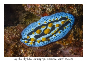 Sky Blue Phyllidia