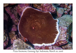 Pizza Anemone