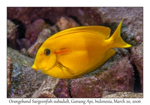 Orangeband Surgeonfish subadult