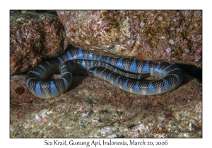 Sea Krait