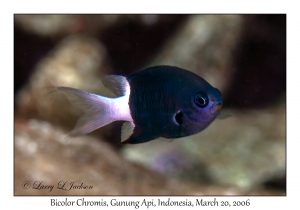 Bicolor Chromis