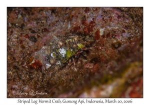 Striped Leg Hermit Crab