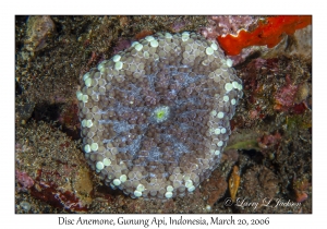 Disc Anemone