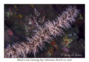 Black Coral