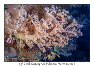 Soft Coral