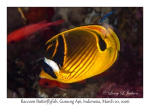 Raccoon Butterflyfish