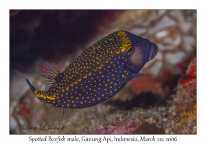 Spotted Boxfish male