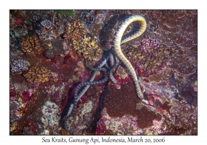 Sea Krait