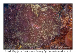 60 inch Magnificent Sea Anemone