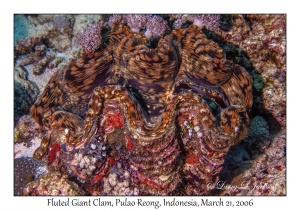 Fluted Giant Clam